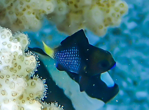 Dascyllus flavicaudus observed 2026-09-13
