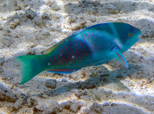 Scarus globiceps observed 2026-09-13