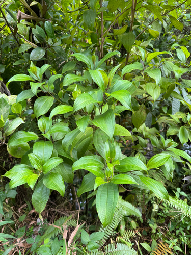 Miconia cooperi observed 2026-09-26