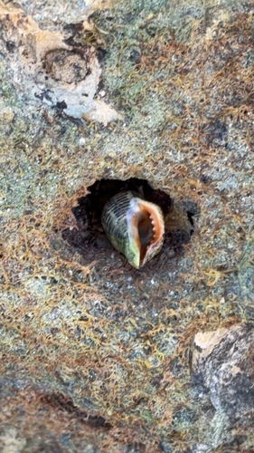 Acanthinucella spirata observed 2026-09-28
