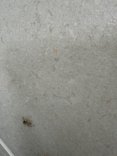 Gray Wall Jumping Spider