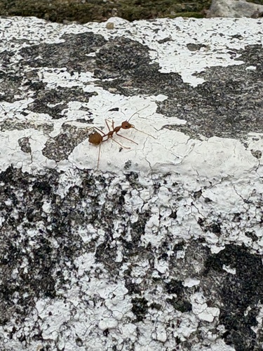 Asian Weaver Ant