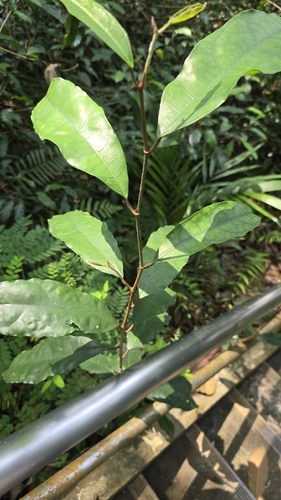 Ficus heteropleura observed 2026-09-29