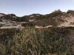 Spinifex longifolius