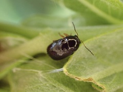 Cryptocephalus ocellatus