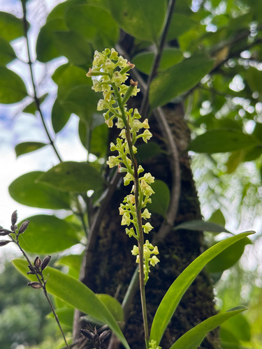 Polystachya concreta observed 2026-09-26