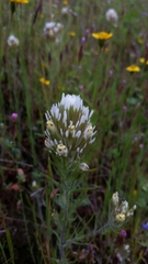 Castilleja lineariloba
