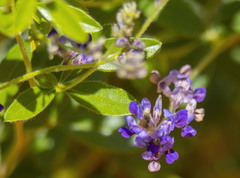 Pediomelum tenuiflorum