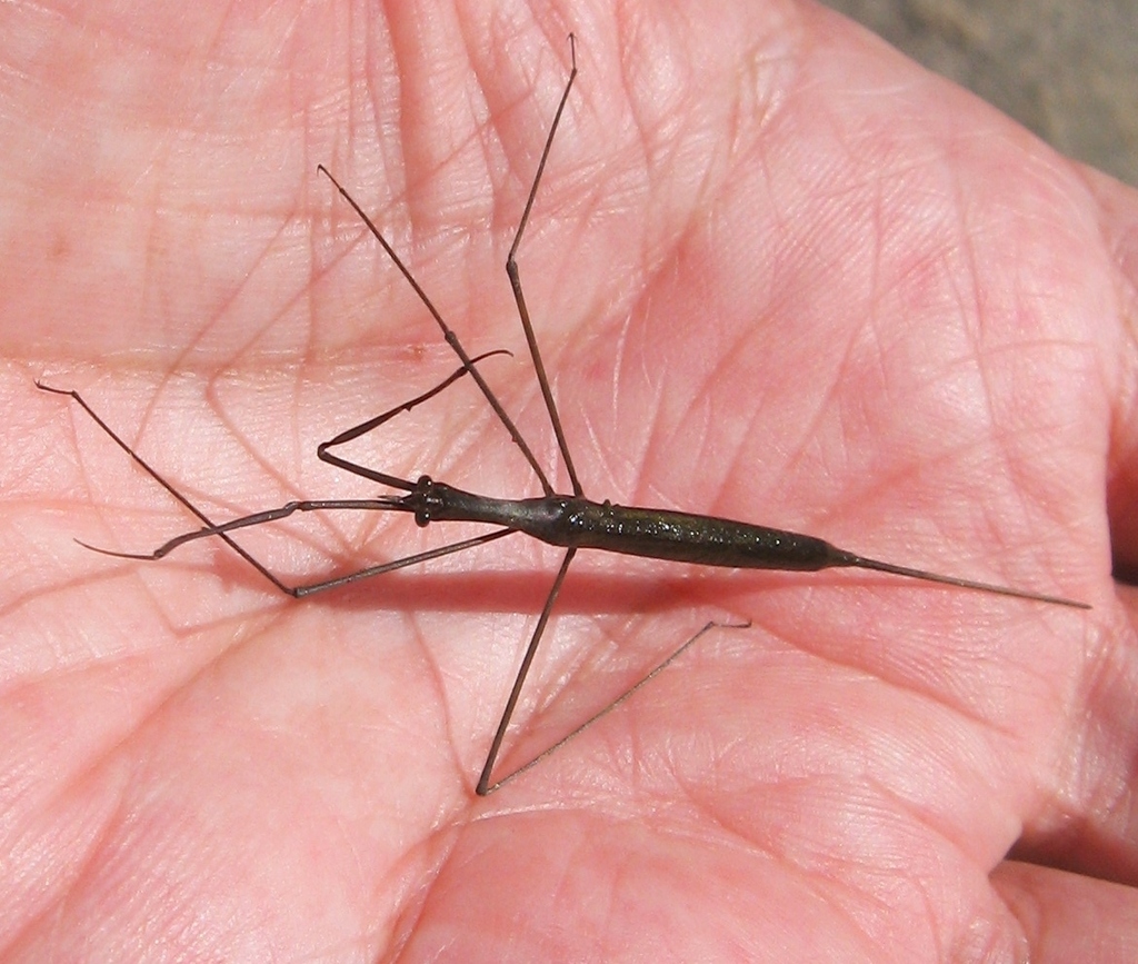 Ranatra
