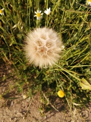 Tragopogon