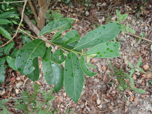 Viburnum odoratissimum observed 2026-09-22