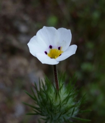 Leptosiphon montanus