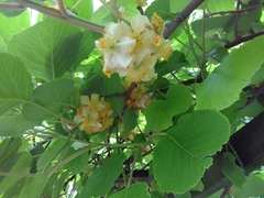 Actinidia