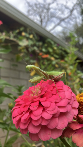 Arizona Mantis