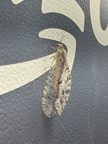 Polystoechotes punctata