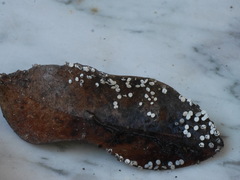 Diderma hemisphaericum