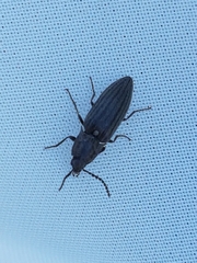 Actenicerus siaelandicus