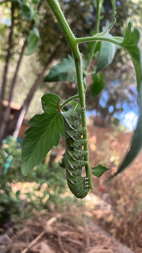 Carolina Sphinx
