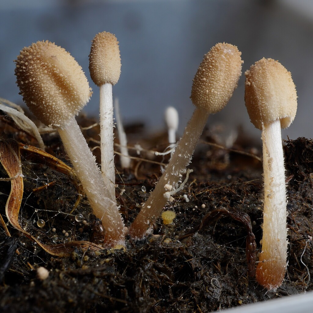 ticker inkcap