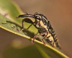 Rhinotia lineata
