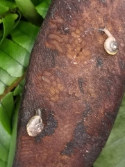Bradybaena similaris