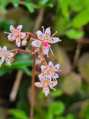 Saxifraga × geum