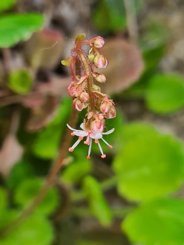Saxifraga × geum, photograph 2