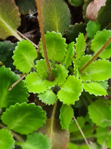 Saxifraga × geum, photograph 3