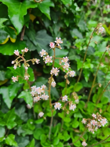 Saxifraga × geum, photograph 4