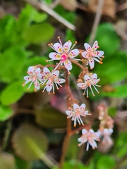 Saxifraga × geum, photograph (c) Jacek Pietruszewski, some rights reserved (CC BY)