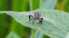Acanthocephalini