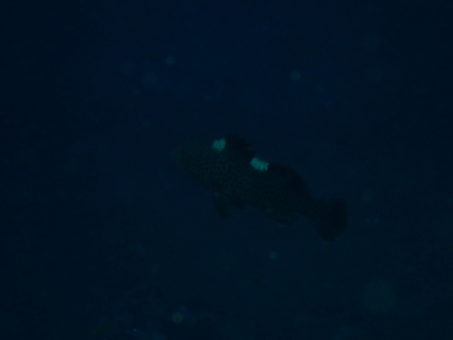 Epinephelus maculatus observed 2026-09-29