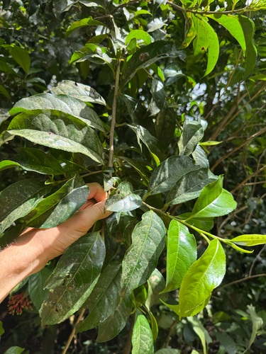 Martinique sweetleaf (Symplocos martinicensis)