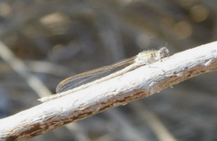 Sympecma paedisca