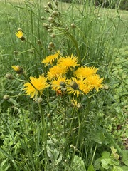Crepis biennis