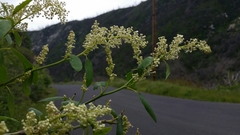 Ceanothus integerrimus macrothyrsus