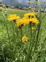 Crepis biennis
