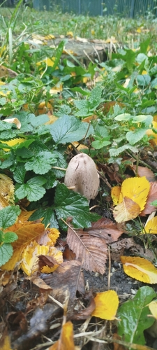 Наблюдение на iNaturalist
