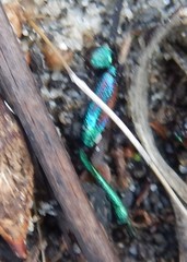 Julodimorpha bakewelli