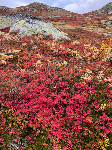 bog bilberry