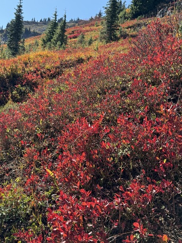 Vaccinium deliciosum observed 2026-09-28