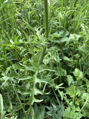 Crepis biennis