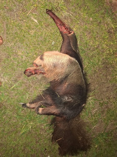 Giant Anteater