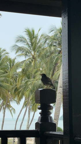 Common Myna