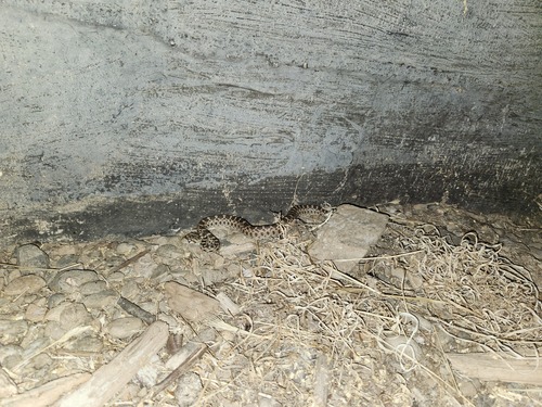 Gopher Snake