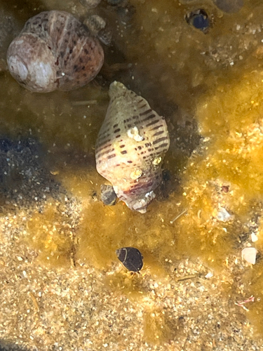 Acanthinucella spirata observed 2026-09-28