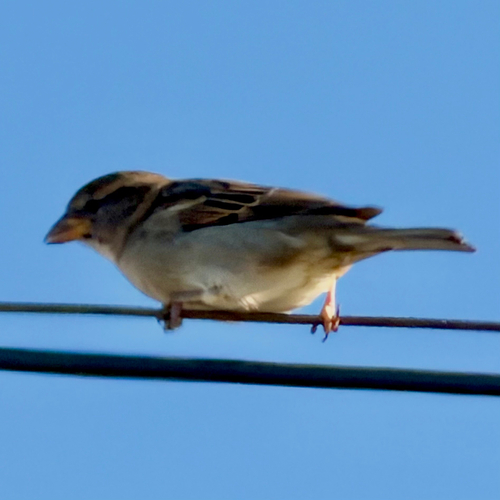 House Sparrow