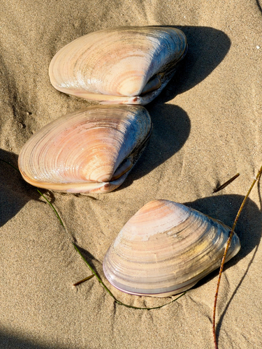 Pismo Clam
