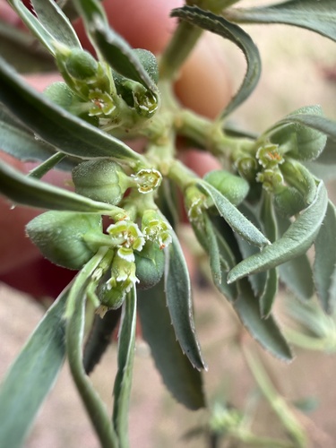 Squareseed Spurge