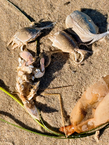 Pacific Sand Crab